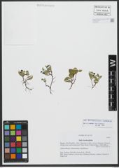 Foto von Salix turczaninovii Laksch.